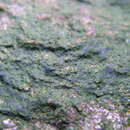 Image of Rosenvingiella radicans