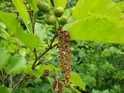 Imagem de Alnus alnobetula (Ehrh.) K. Koch