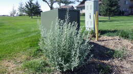 Image of white sagebrush