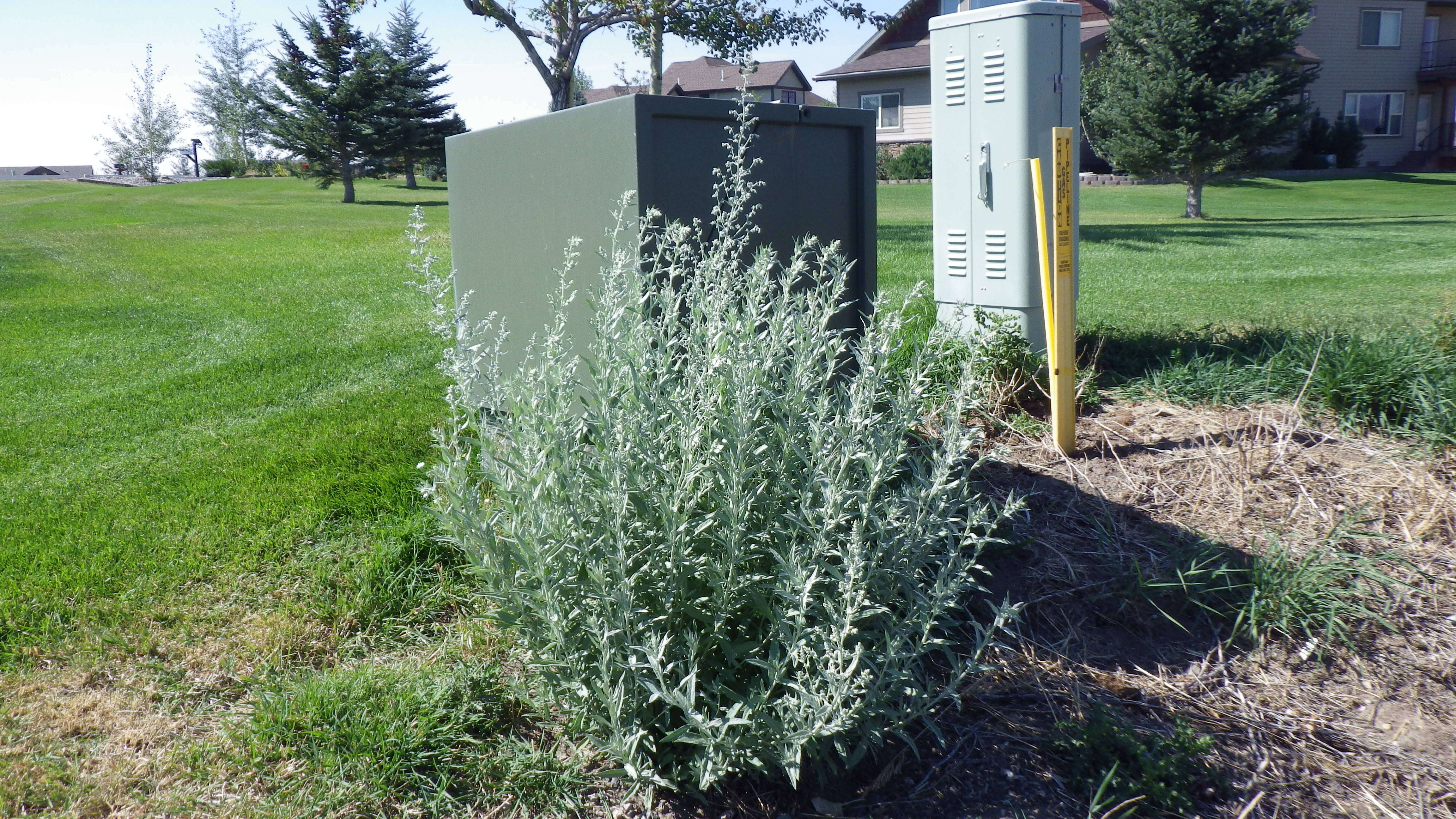 Image of white sagebrush