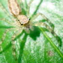 Image of Bronze Hopper