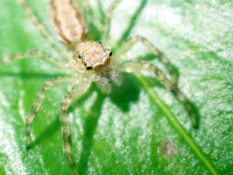 Image of Bronze Hopper