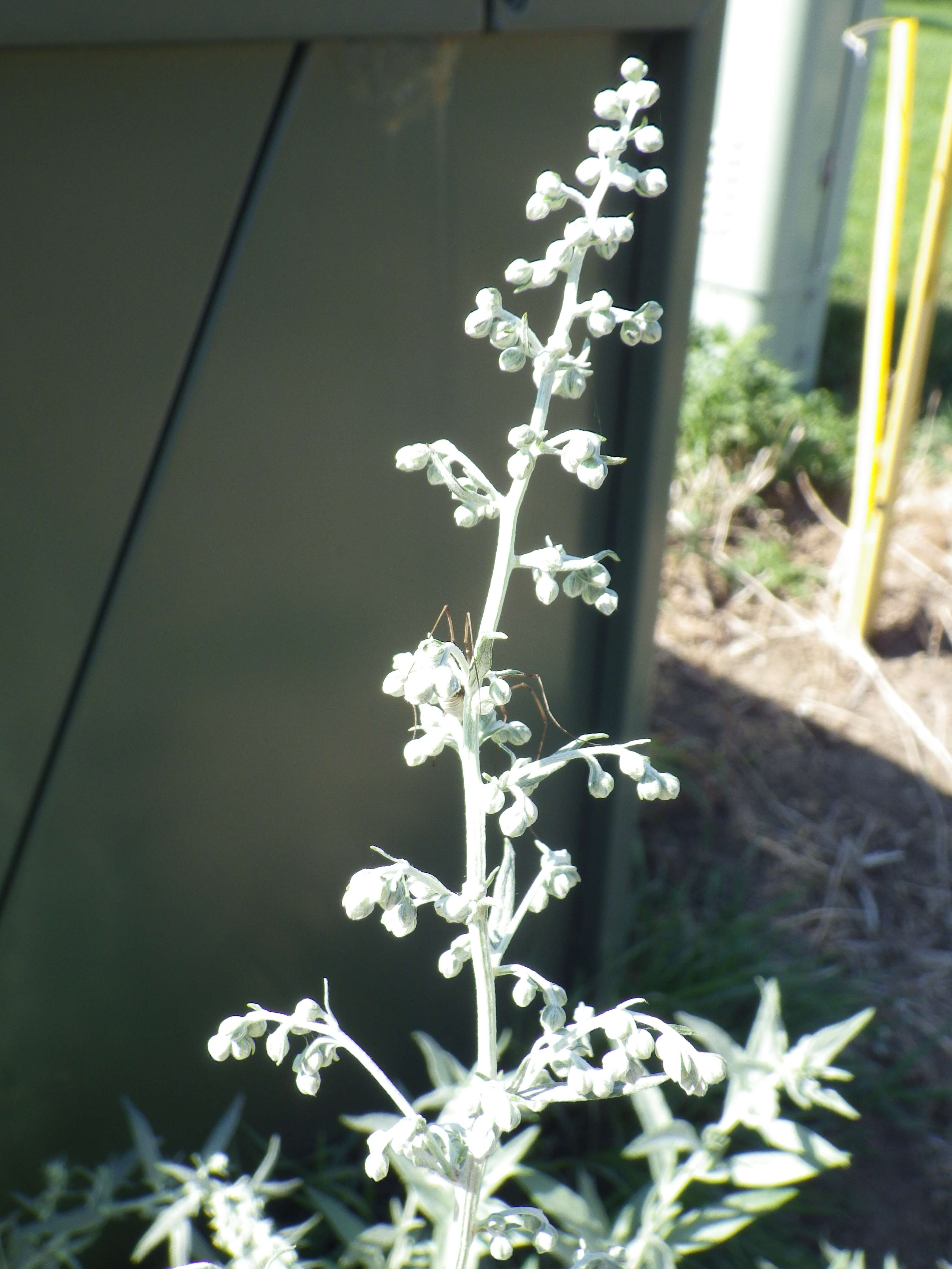 Image of white sagebrush