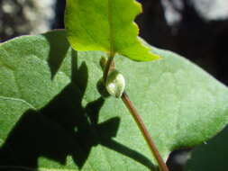 Plancia ëd Fallopia convolvulus (L.) A. Löve