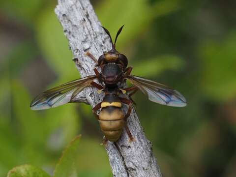 Image of Conops vesicularis Linnaeus 1761