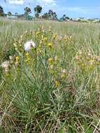 Senecio macrocarpus F. Müll. ex R. O. Belcher resmi