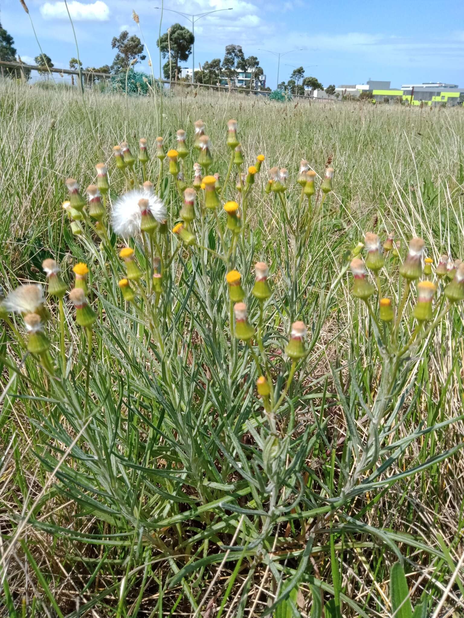 Senecio macrocarpus F. Müll. ex R. O. Belcher resmi