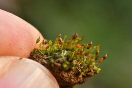 صورة Microbryum davallianum Zander 1993