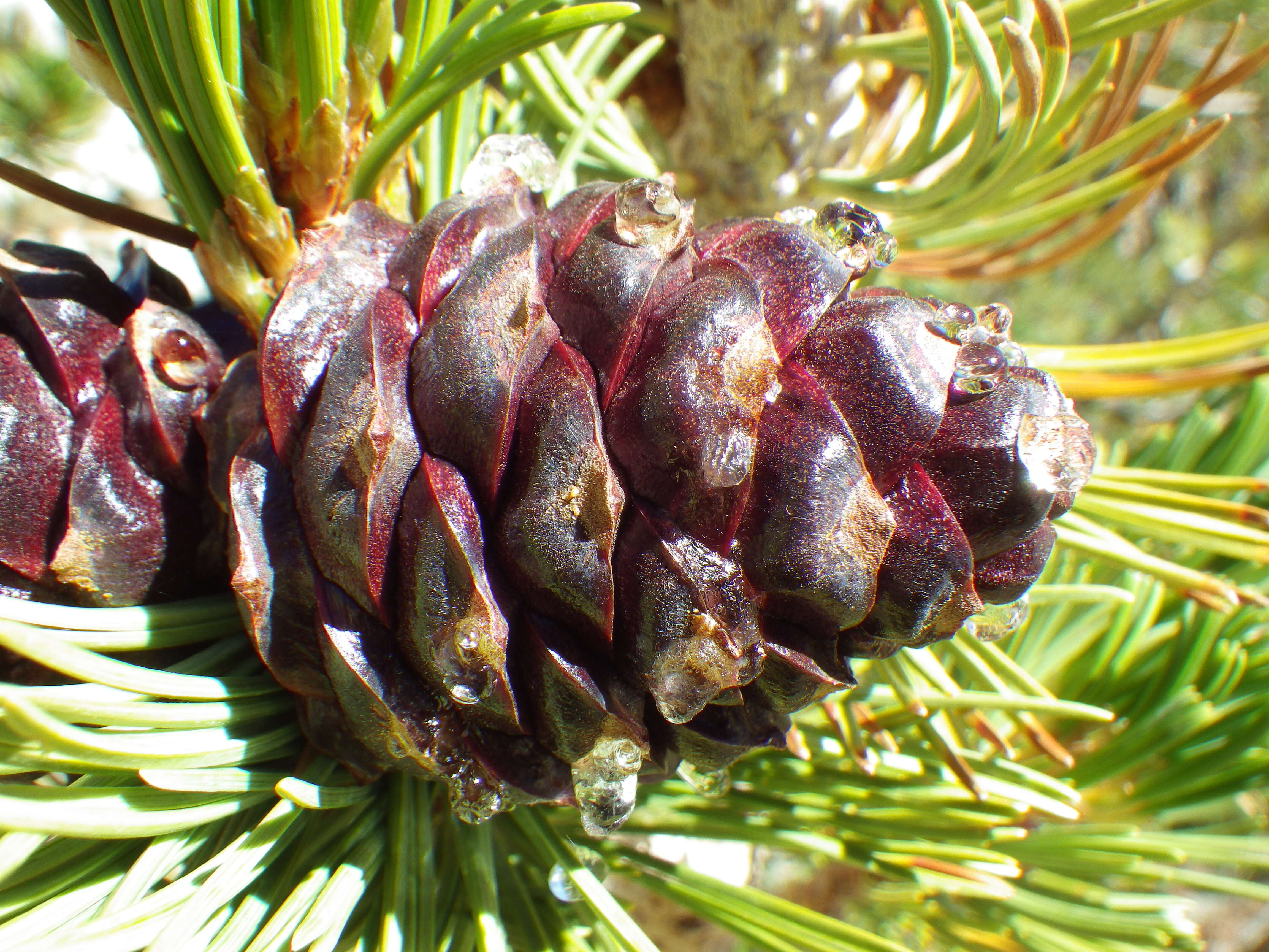 Image of whitebark pine