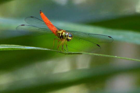 Слика од Lyriothemis meyeri (Selys 1878)