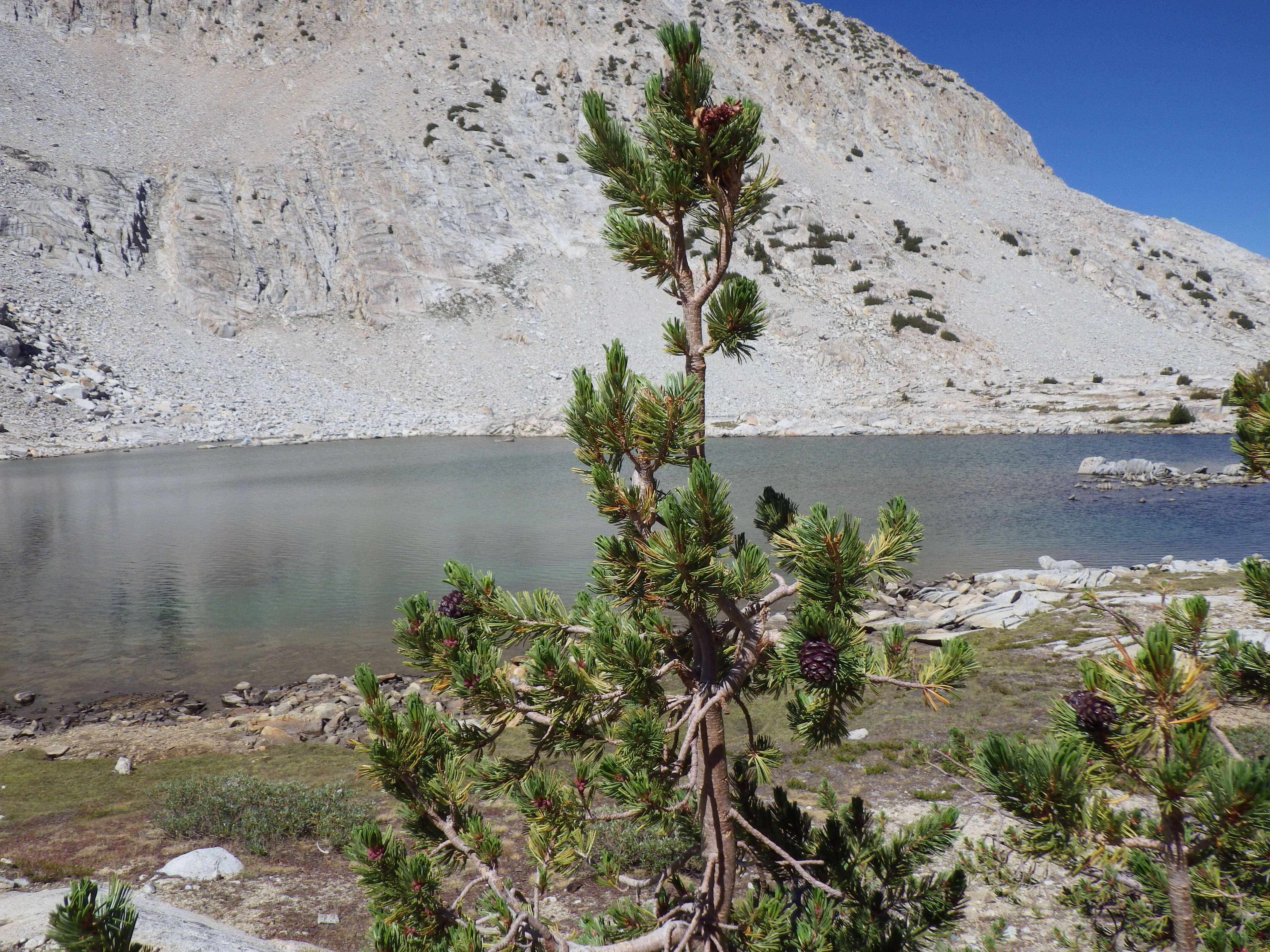 Image of whitebark pine