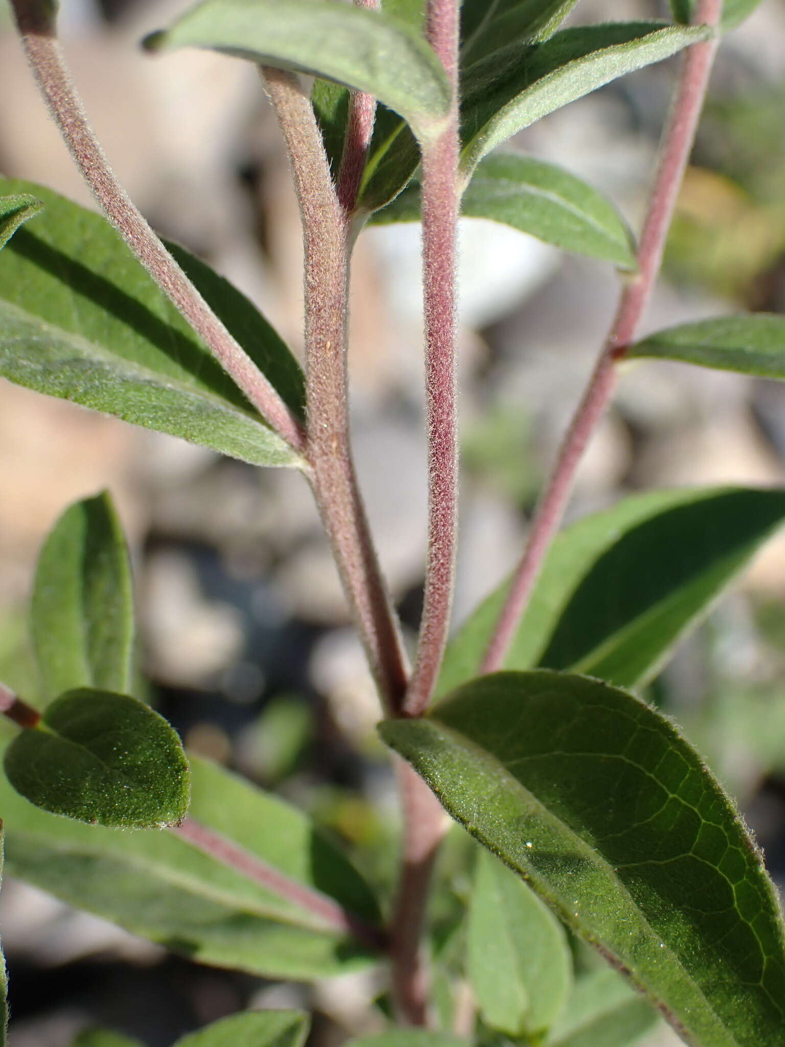 Image of Pentanema helveticum (Weber) D. Gut. Larr., Santos-Vicente, Anderb., E. Rico & M. M. Mart. Ort.