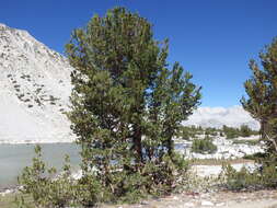 Image of whitebark pine