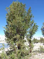 Image of whitebark pine