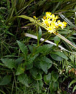 Imagem de Senecio solandri var. rufiglandulosus (Col.) Allan