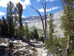 Image of whitebark pine