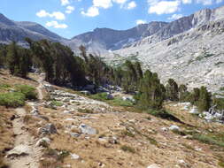 Image of whitebark pine