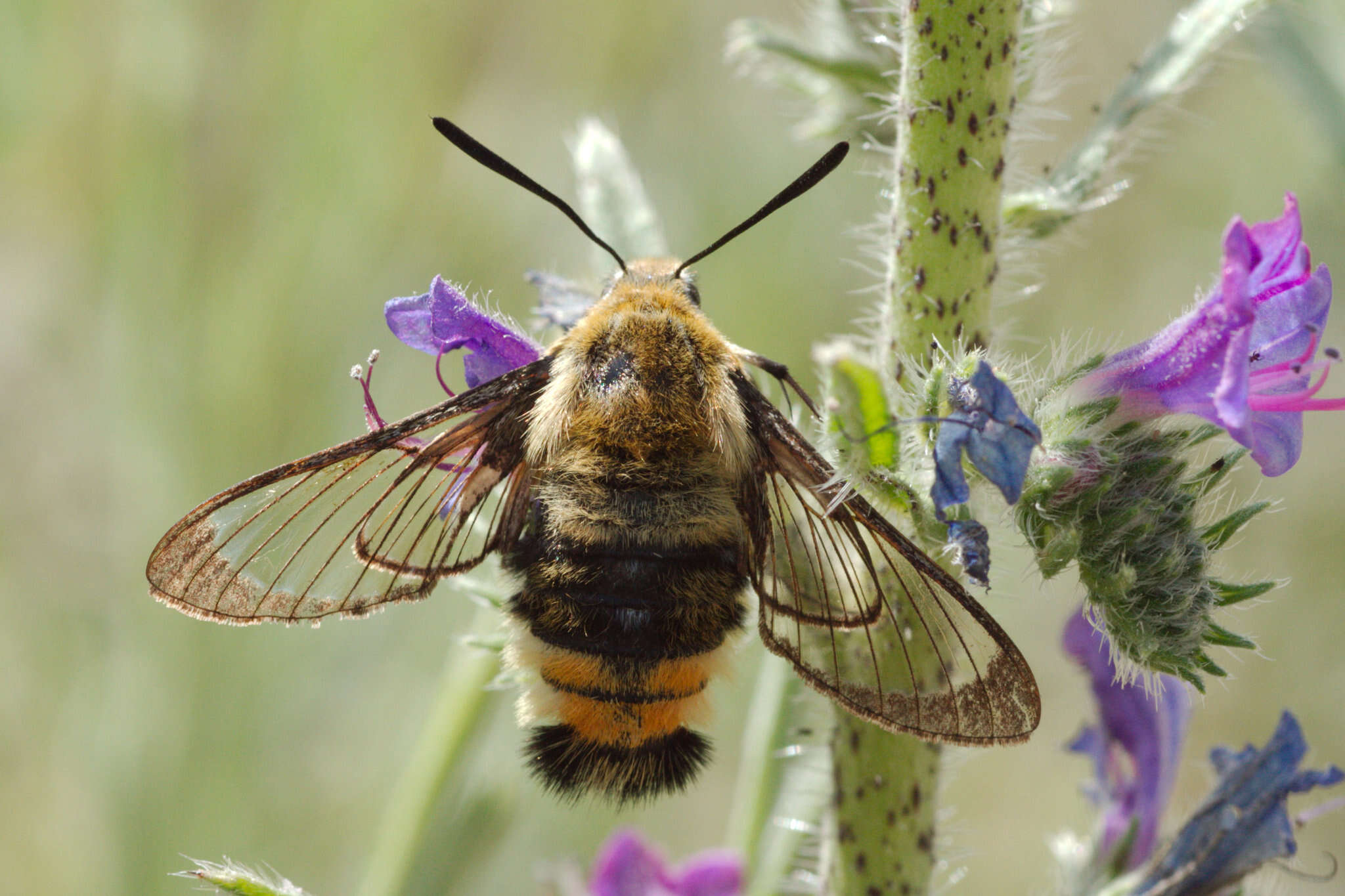 Imagem de Hemaris tityus (Linnaeus 1758)