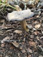 Image of Entoloma cinereolamellatum Largent 1994