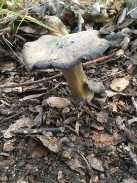 Image of Entoloma cinereolamellatum Largent 1994