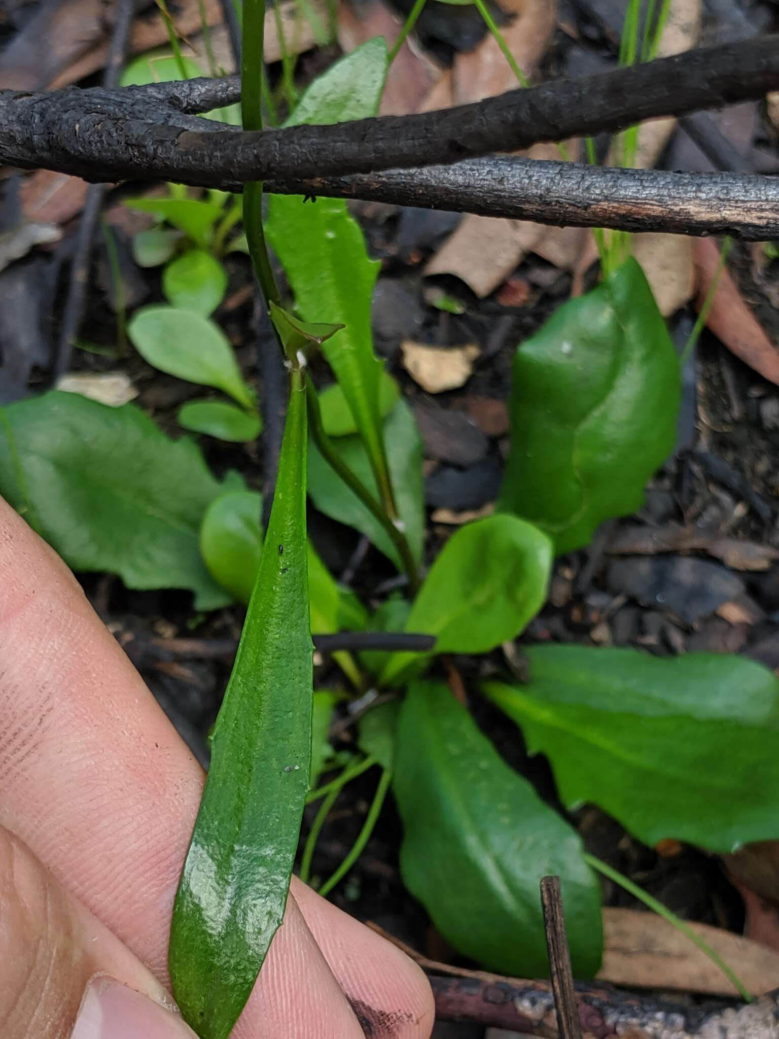 Image de Goodenia paniculata Sm.