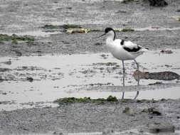 Image of avocet, pied avocet