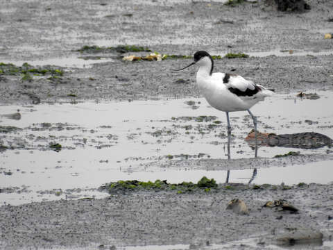 Image de Avocette à tête noire