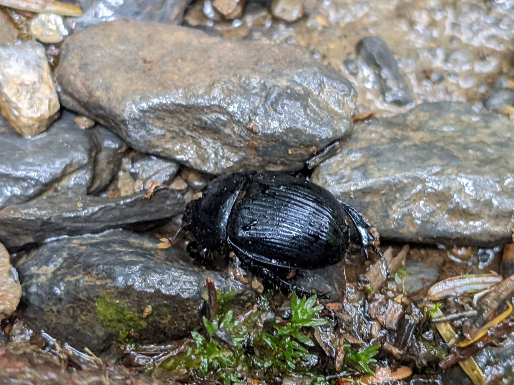 Image of Phelotrupes (Eogeotrupes) formosanus (Miwa 1930)