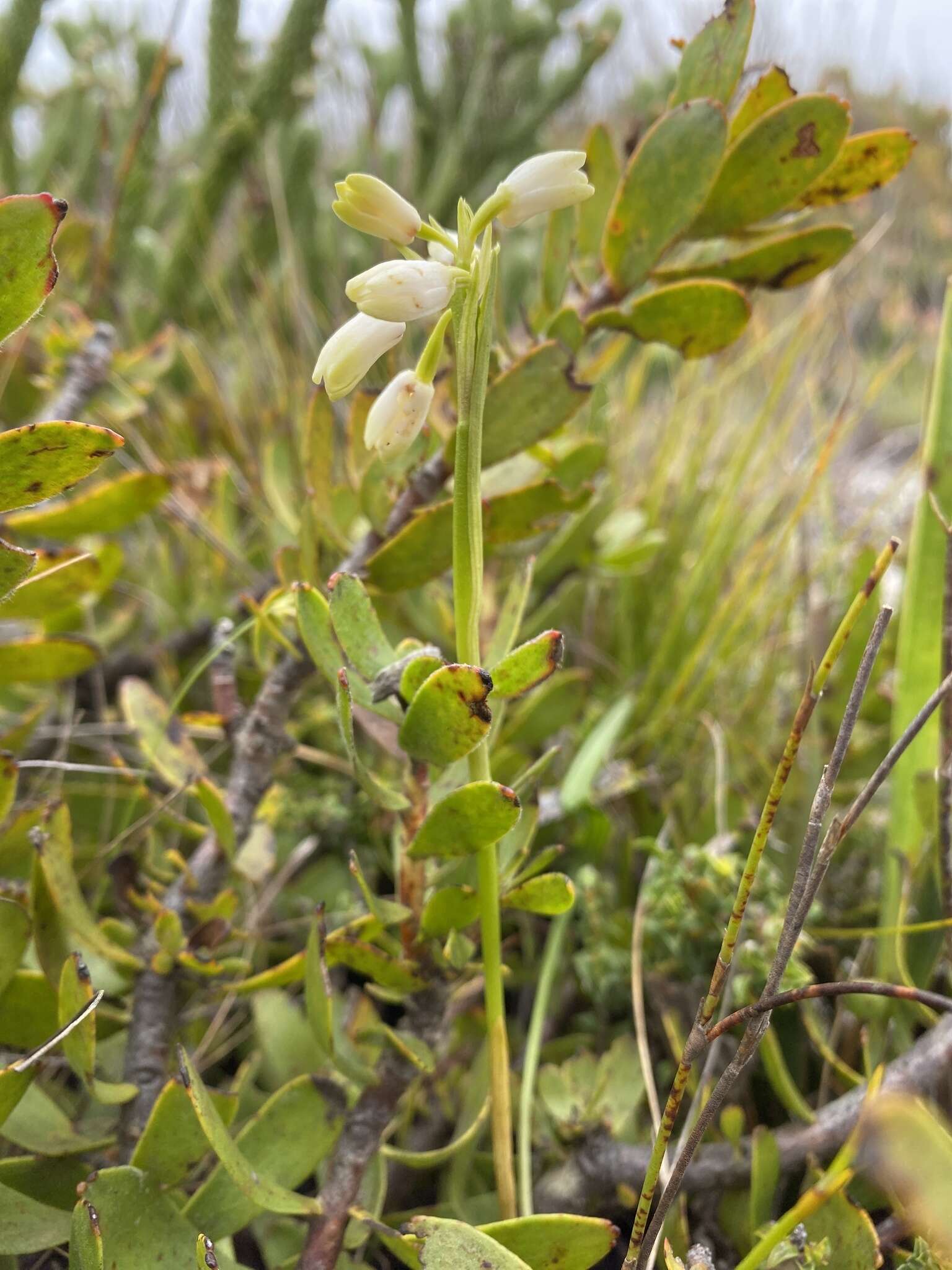 Image of Eulophia aculeata (L. fil.) Spreng.