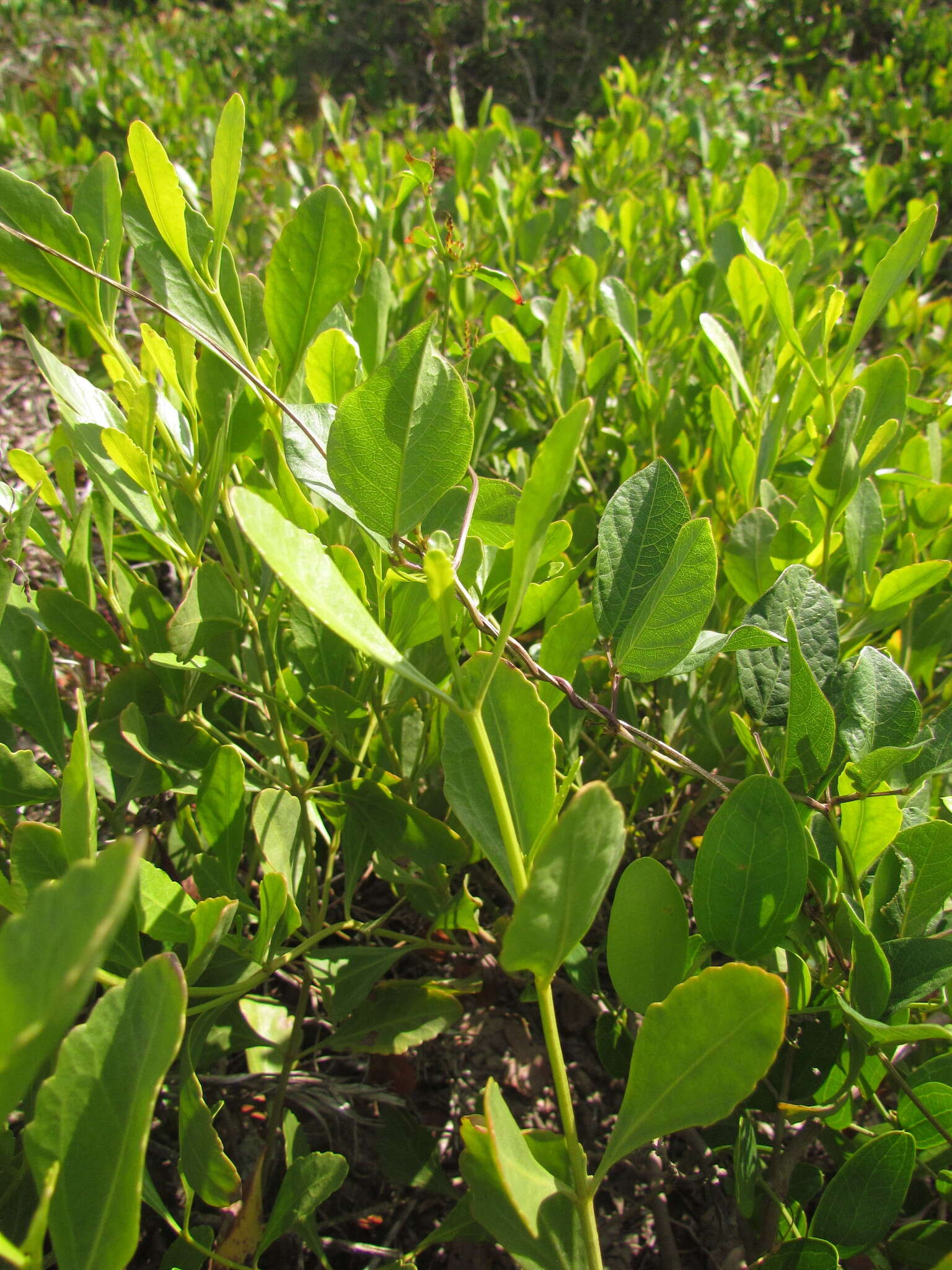 Image of Symphyopappus casarettoi B. L. Rob.