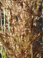 Image of creeping bentgrass