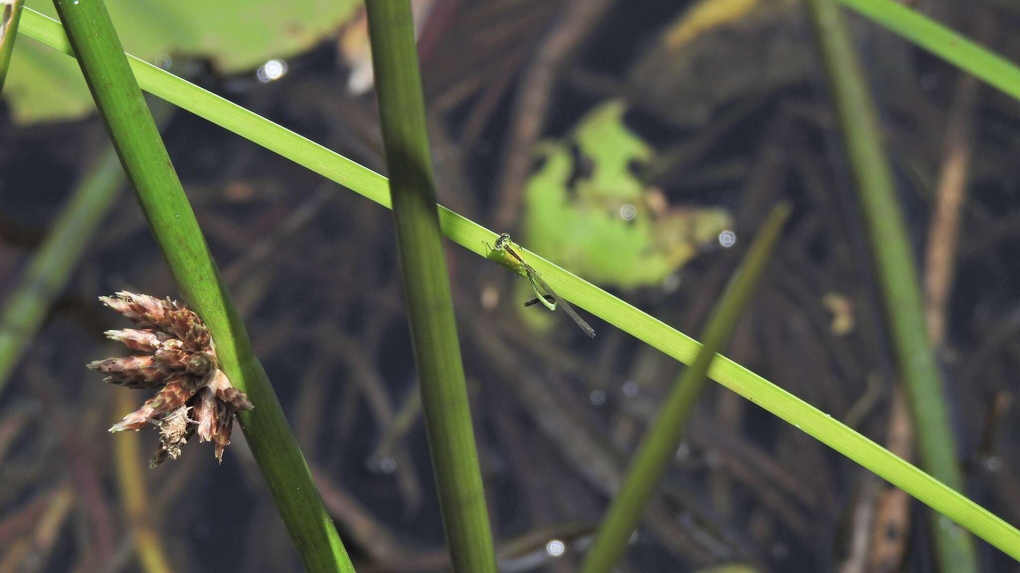 Ischnura pruinescens (Tillyard 1906) resmi