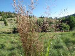 Image of creeping bentgrass