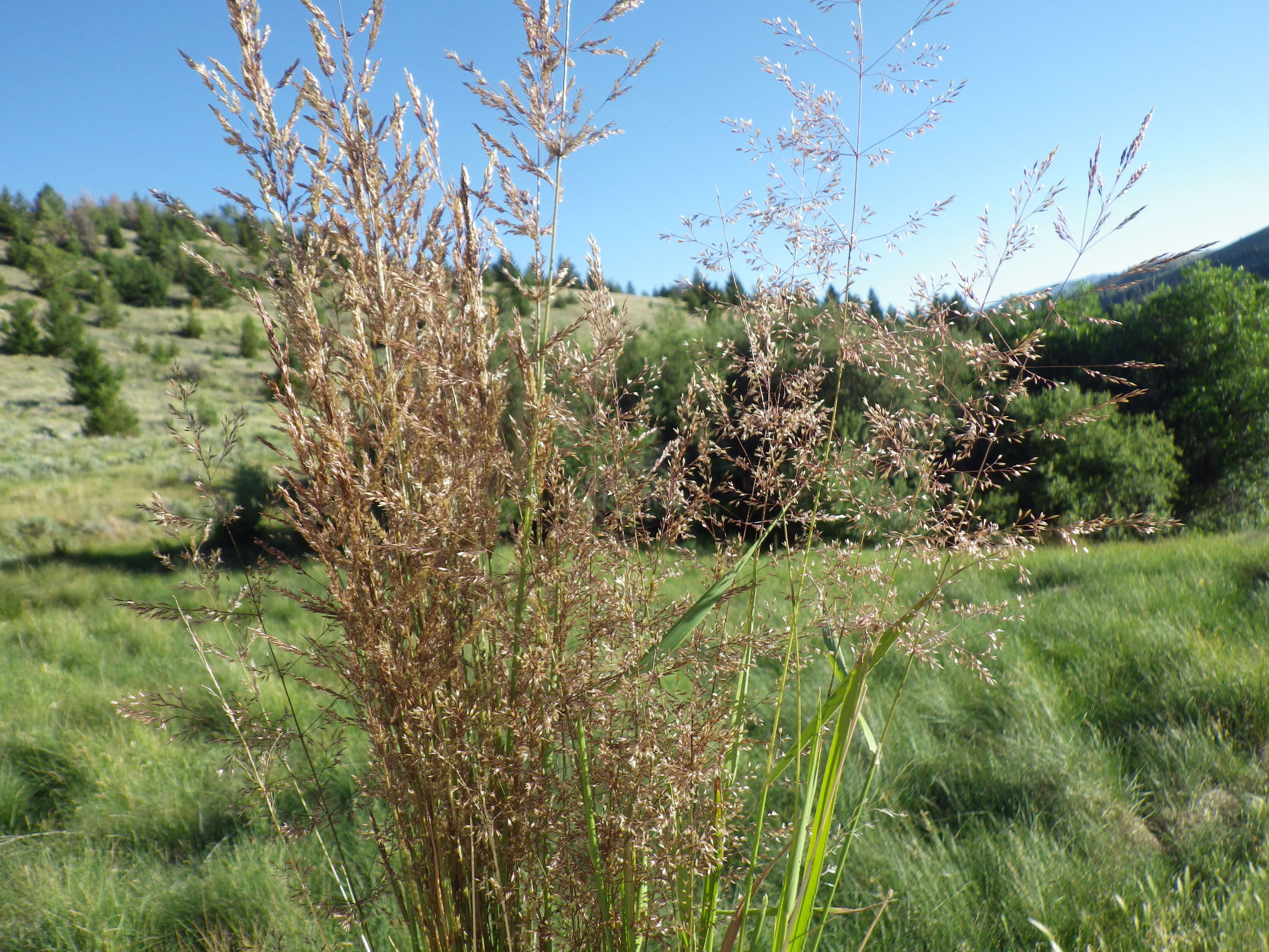 Image of creeping bentgrass