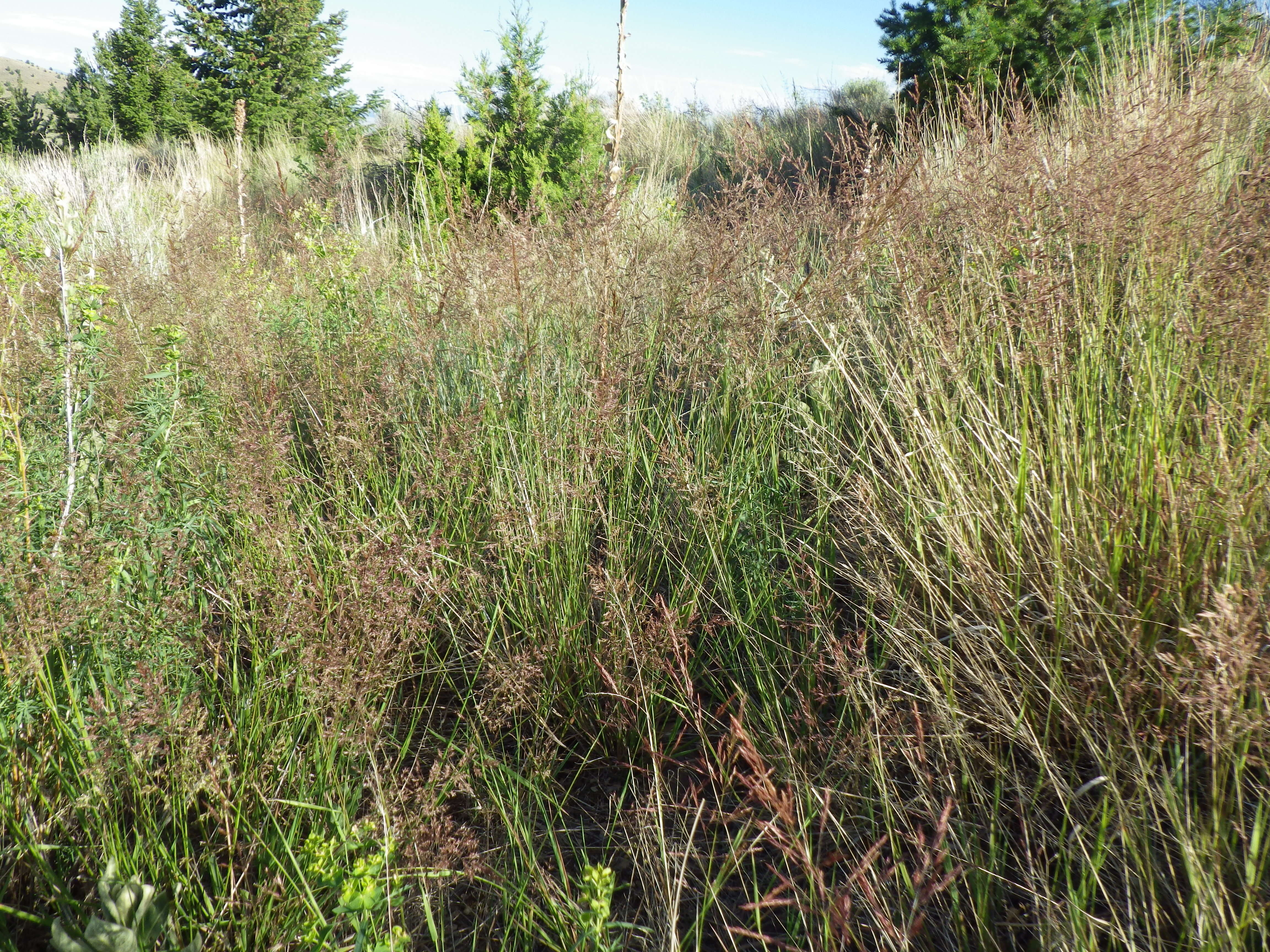 Image of creeping bentgrass