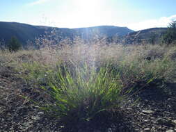 Image of creeping bentgrass