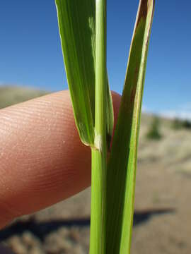 Image of creeping bentgrass