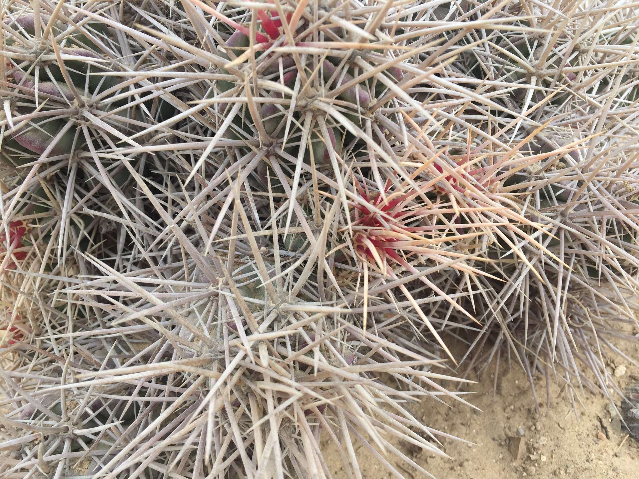 Image of Echinocereus maritimus (M. E. Jones) K. Schum.