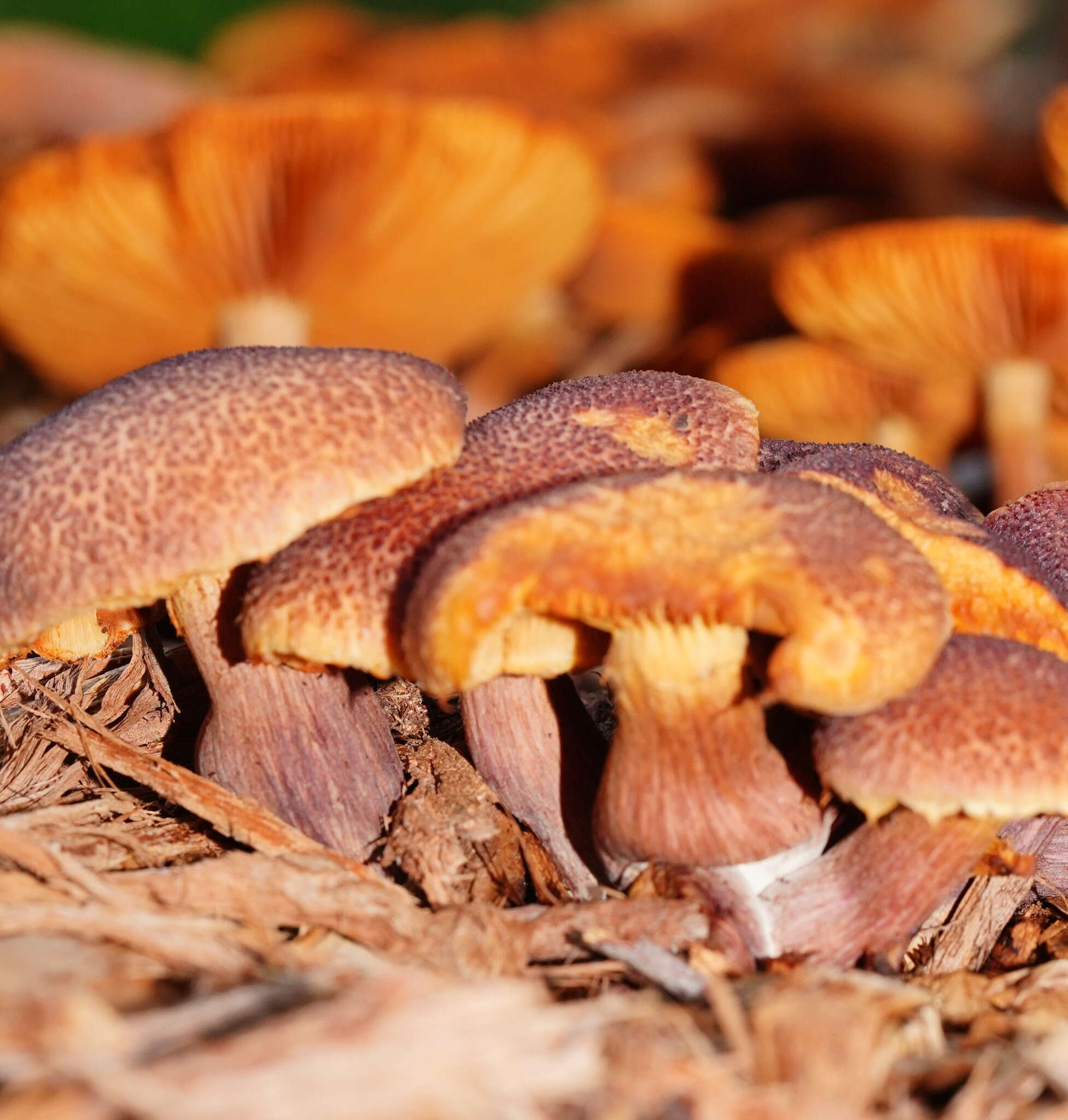 Image of Gymnopilus dilepis (Berk. & Broome) Singer 1951