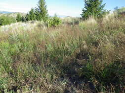 Image of creeping bentgrass