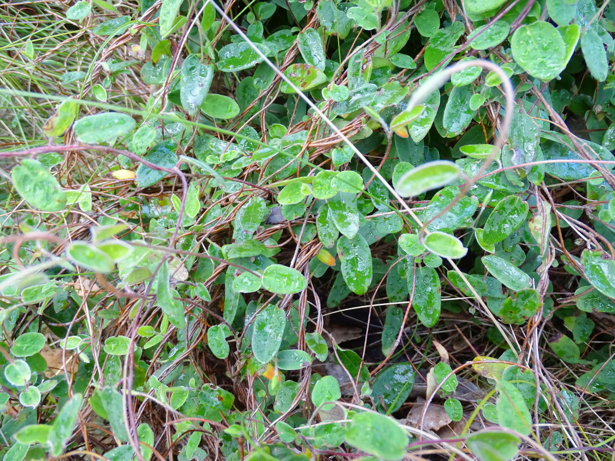 Image of Marianthus bignoniaceus F. Müll.