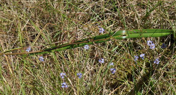 Image of Dianella callicarpa G. W. Carr & P. F. Horsfall