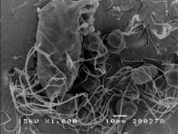 Plancia ëd Metacordyceps chlamydosporia (H. C. Evans) G. H. Sung, J. M. Sung, Hywel-Jones & Spatafora 2007