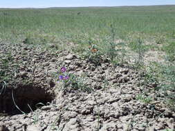 Image of American vetch