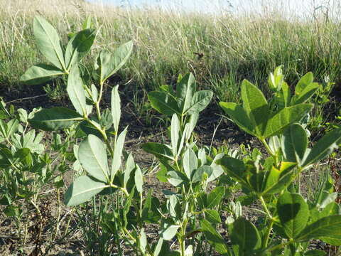 Image of prairie thermopsis