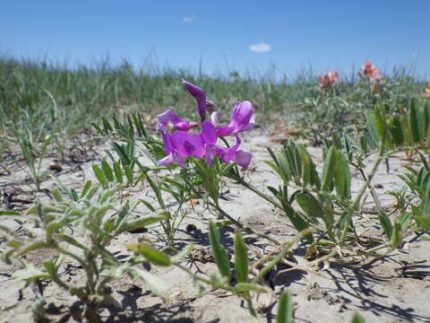 Vicia americana Willd. resmi