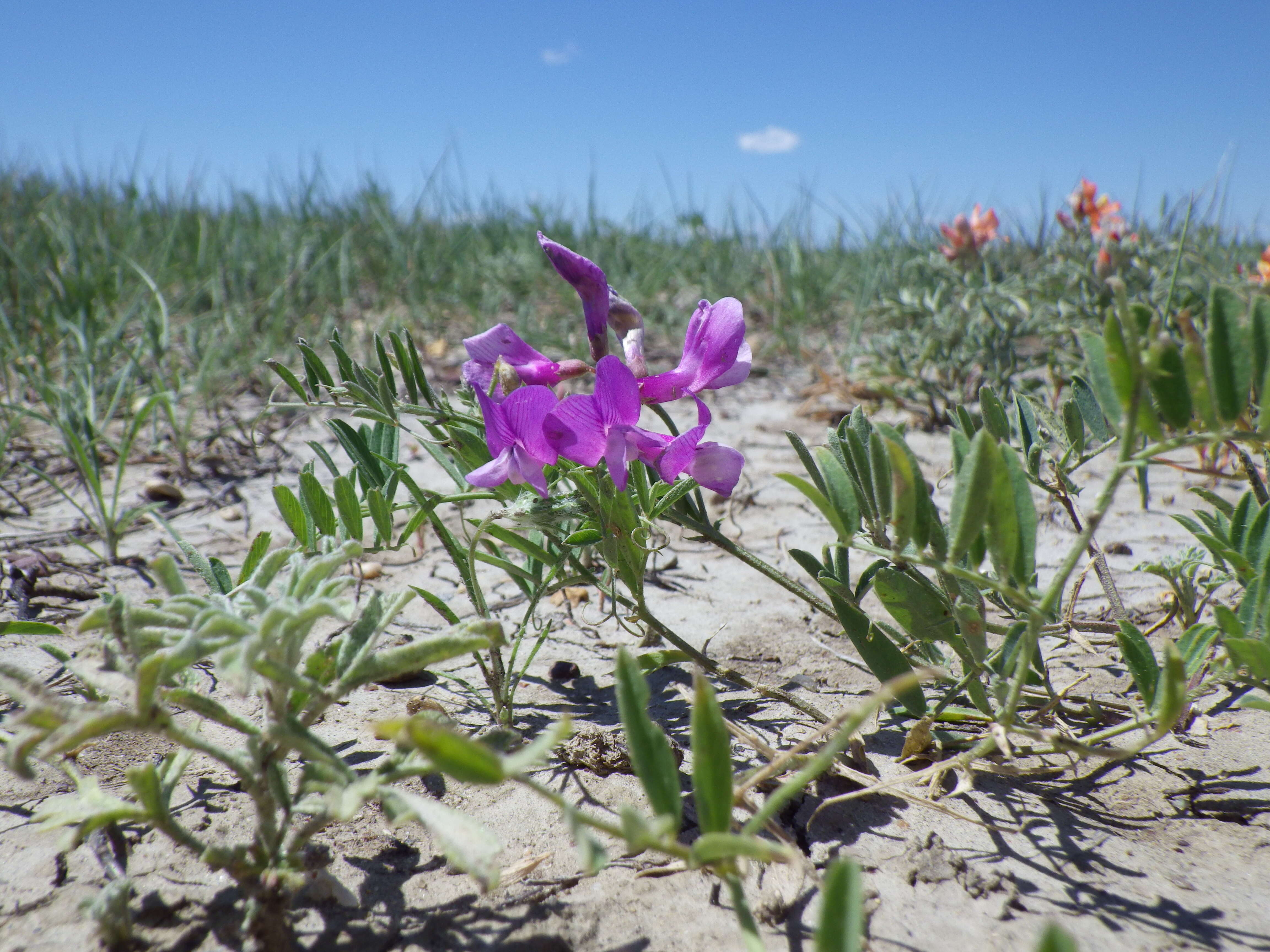 Image of American vetch