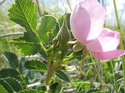 Image of Woods' rose