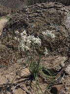 Image of Leucocoryne appendiculata Phil.