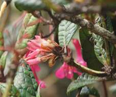 صورة Rhododendron rugosum Low ex Hook. fil.